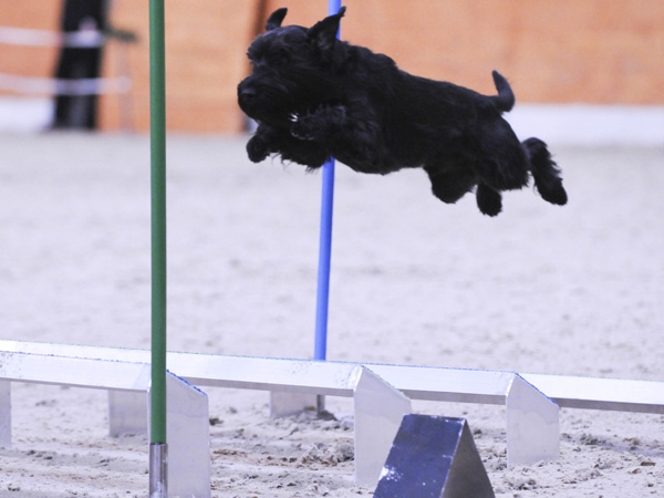 VDH DM Jump Lauf.2neujpg.jpg
